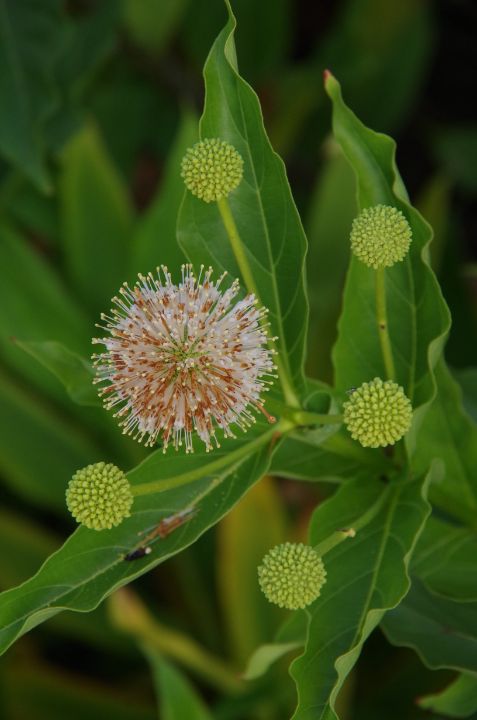 Button bush - ERNReed