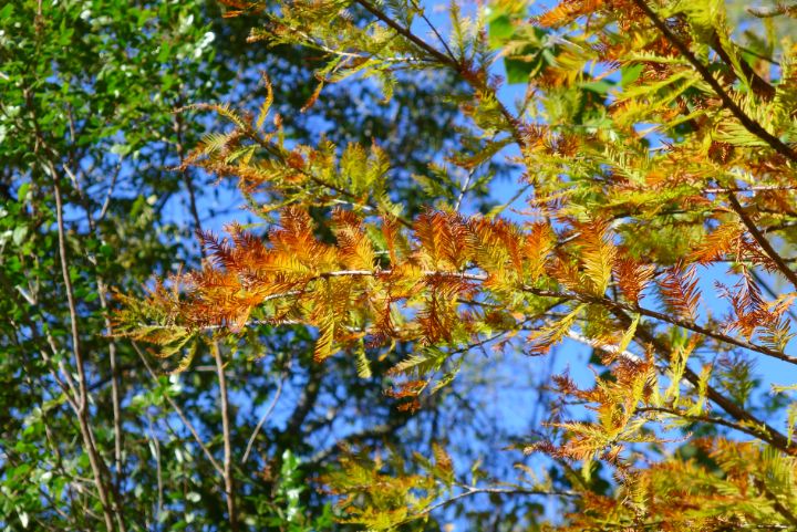 Sunny autumn colors - ERNReed