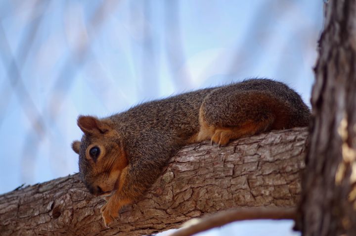 Squirrel snuggling branch - ERNReed
