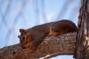 Squirrel snuggling branch