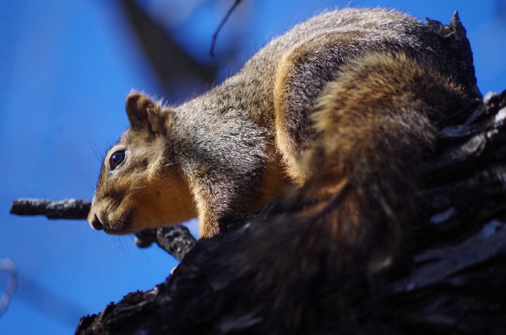 Squirrel in a tree - ERNReed