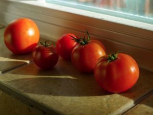 Tomatoes on windowsill