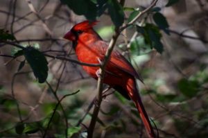 Male Cardinal in the bush