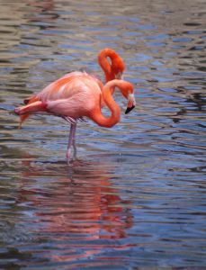 Two headed flamingo?
