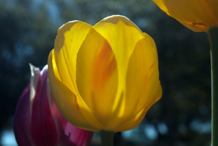 Backlit tulip closeup - ERNReed