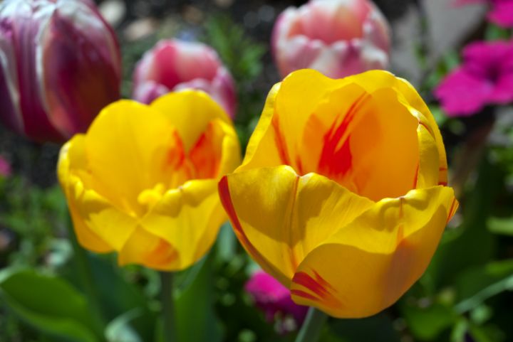 Sunlit tulips - ERNReed