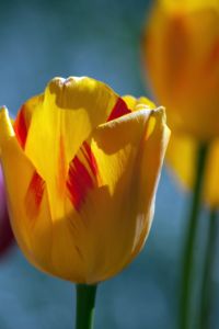 Backlit tulip closeup