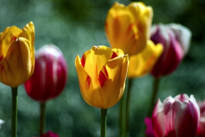 Backlit group of tulips - ERNReed