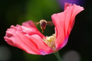 Bee landing on poppy