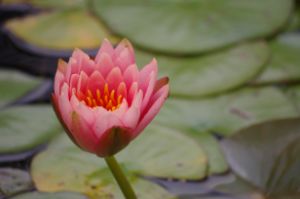 Pink water lily bloom