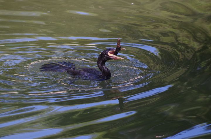 Neotropic cormorant in water - ERNReed