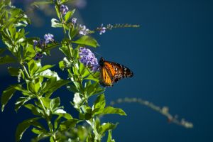 Monarch on blue