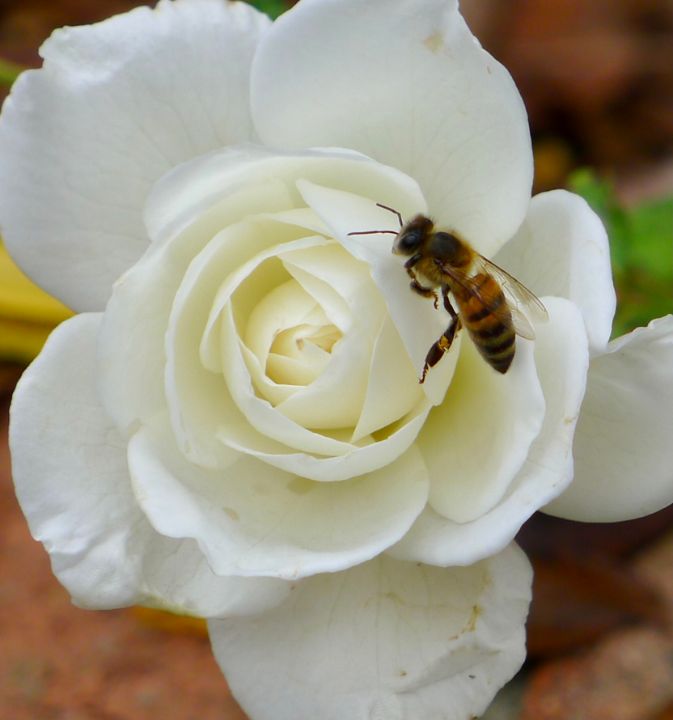 Bee on a white rose - ERNReed