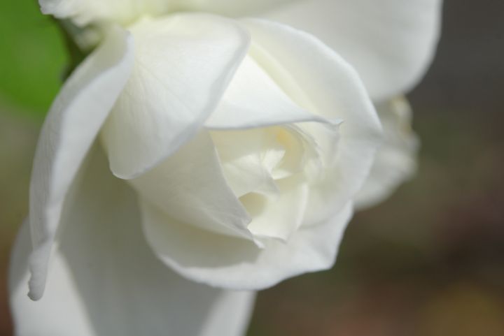 Soft white rose - ERNReed