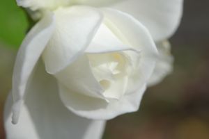 Soft white rose