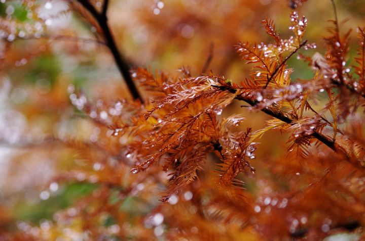 Water droplets and autumn needles - ERNReed