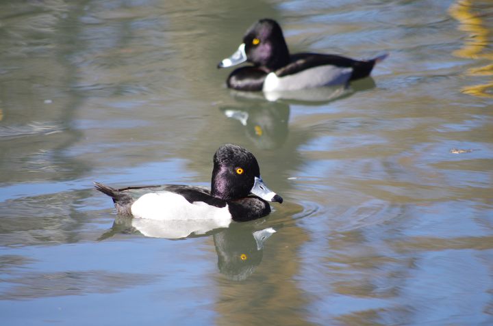 Two ring-necked ducks - ERNReed