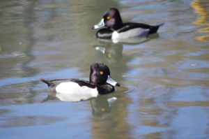 Two ring-necked ducks