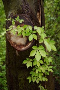 Green vine on a tree trunk