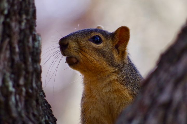 Squirrel with a mouthful - ERNReed