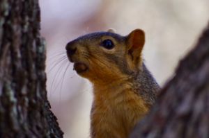 Squirrel with a mouthful