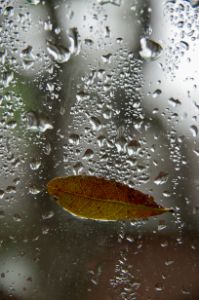 Leaf and raindrops