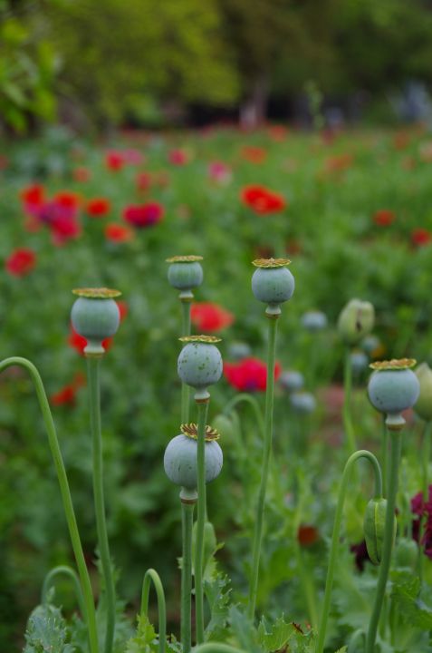Poppies in a garden - ERNReed