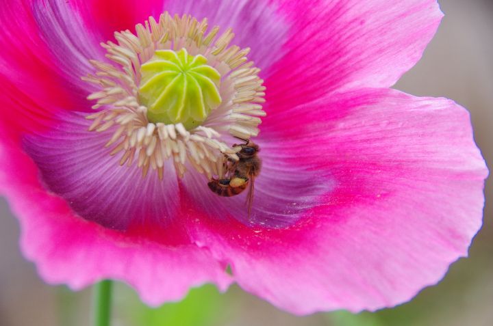 Pink poppy and a bee - ERNReed