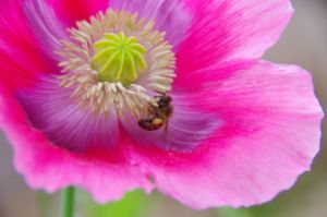 Pink poppy and a bee