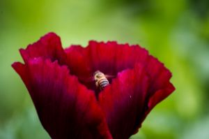 Red poppy and bee