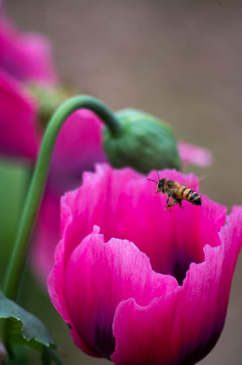 Bee flying into pink poppy - ERNReed