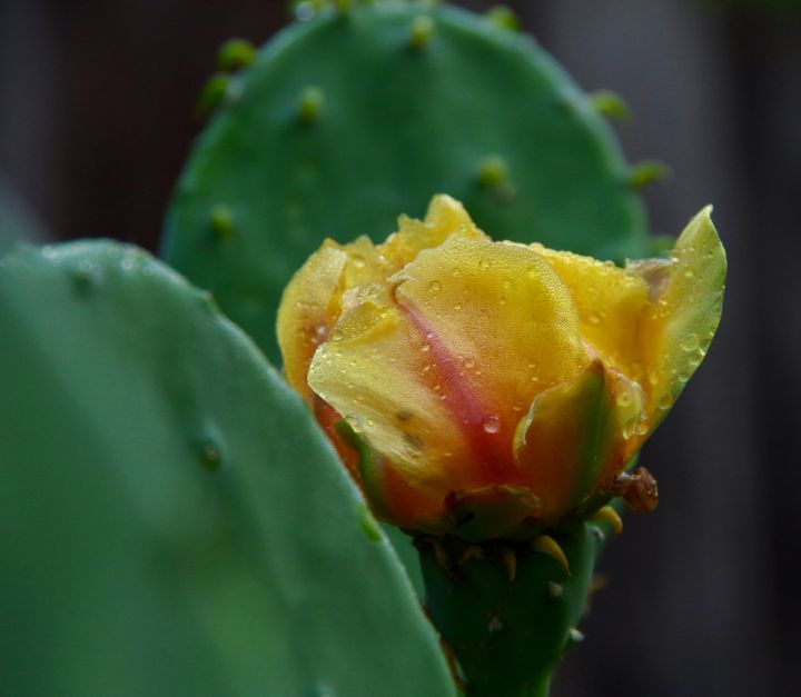 Wet cactus flower - ERNReed - Photography, Flowers, Plants, & Trees,  Plants, Other Plants - ArtPal