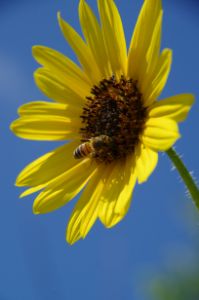 Bee on sunflower - ERNReed