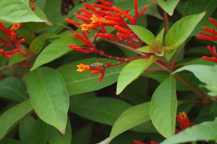 Firecracker Insect Bee on firecracker - ERNReed - Photography, Animals, Birds, & Fish ...