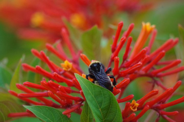 Firecracker Insect Bee on firecracker - ERNReed - Photography, Animals, Birds, & Fish ...