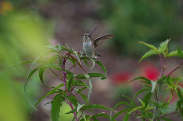 Toronto Blue Jays White Purple Hibiscus Pink Hummingbird Pink