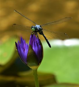 Dragonfly Bliss