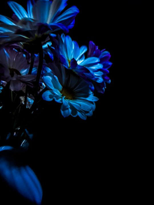 Daisies #3 - Sisu Art
