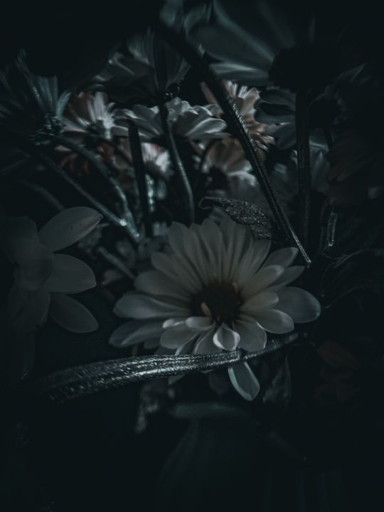 Daisies #4 - Sisu Art