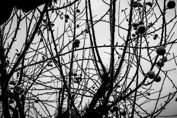 Apple Tree in Black and White - Sisu Art