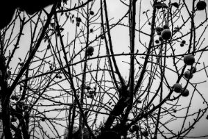 Apple Tree in Black and White
