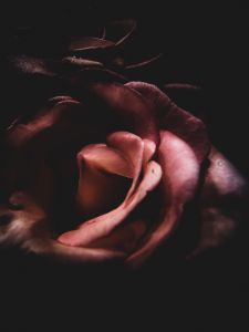 Roses in the Shadows - Sisu Art