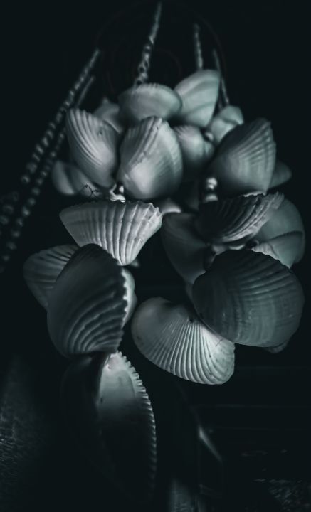White Shells - Sisu Art