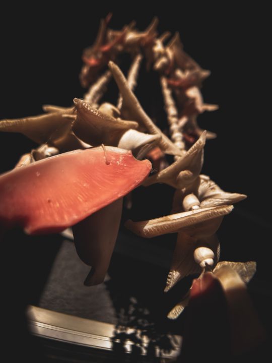 Wind Chime Shells - Sisu Art