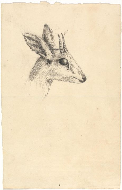 Antelope Head - Master style