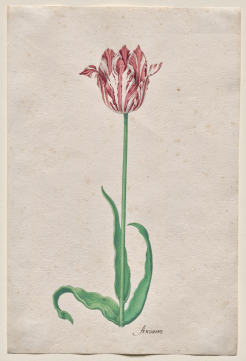 Study of a Tulip - Master style