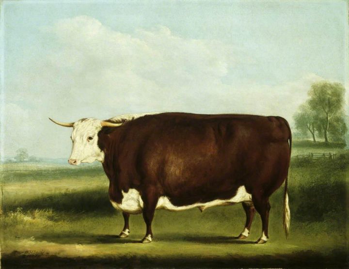 Hereford Bull - Master style