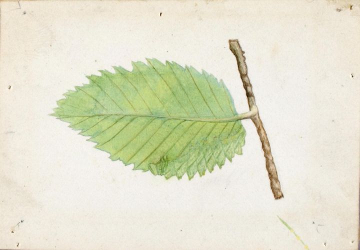 Jagged Leaf Edge Caterpillar  study - Master style