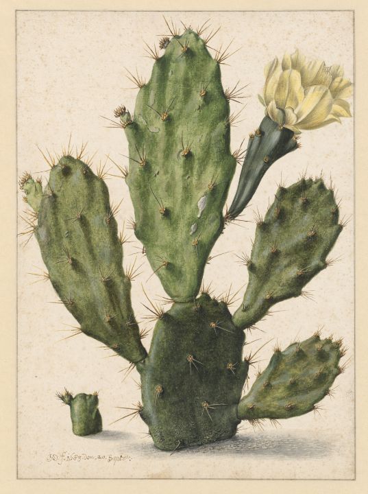 Herman Saftleven Dutch Pear Cactus i - Master style