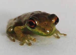 Curious Frog